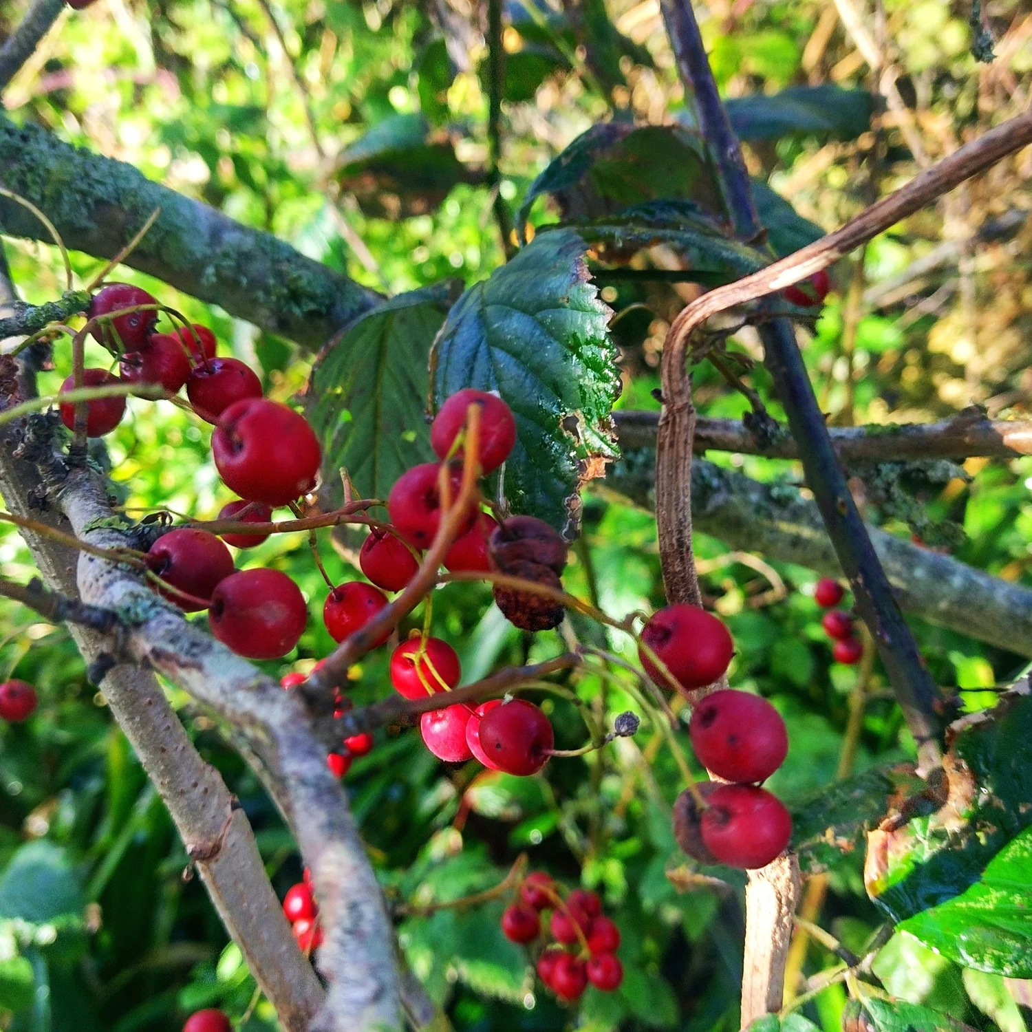 Embrace the Hawthorn Moon: Unveiling the Magic and Mystique of Celtic Tree Moon No. 6
