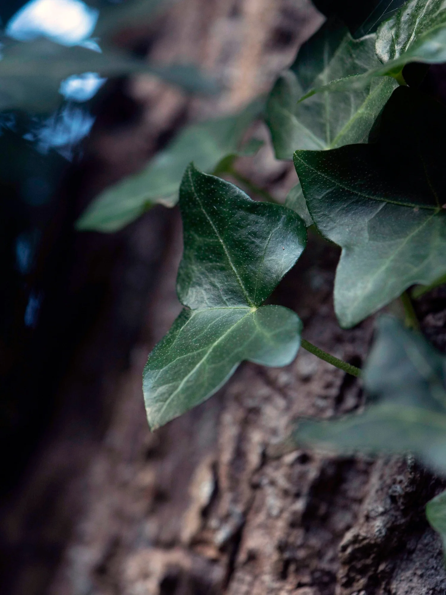 Ivy Moon Mysteries: Unveil Ancient Wisdom & Protection - Celtic Tree Moon No.11