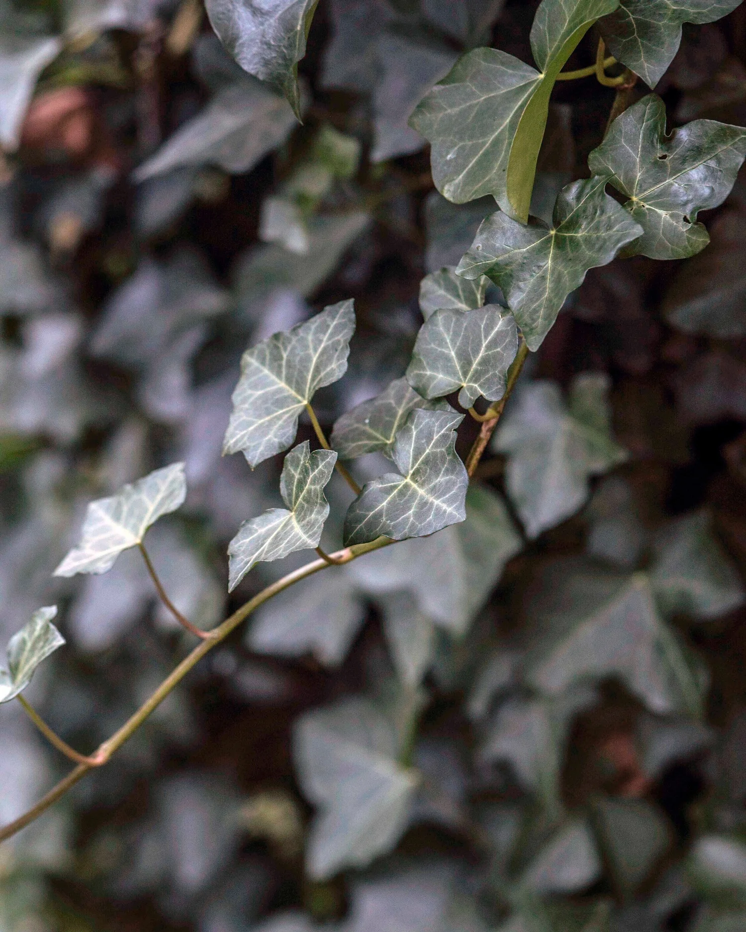 Ivy Moon Mysteries: Unveil Ancient Wisdom & Protection - Celtic Tree Moon No.11
