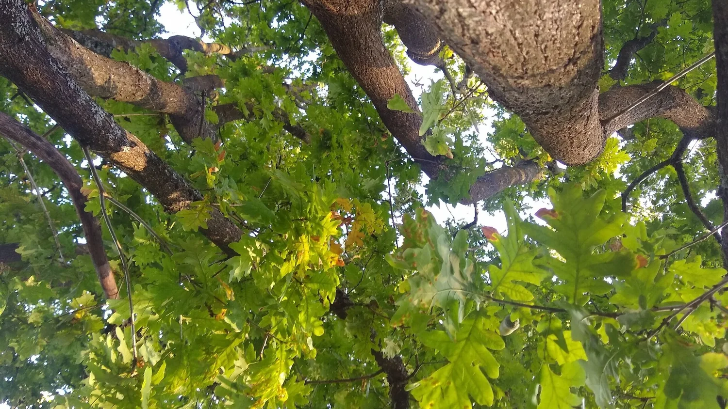 The nutritional benefits of acorns