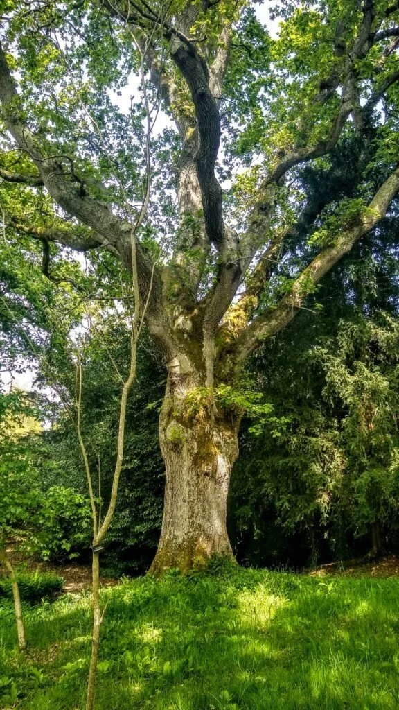 Celebrate Summer Solstice (Litha) Like a Witch