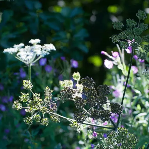 Essential Oils for Health & Wellbeing